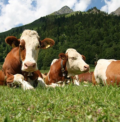 Mag Dierenwelzijn wat kosten?